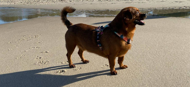 Czy na plażę można iść z psem? Obowiązuje kilka zasad [PODCAST]