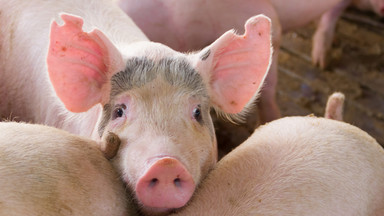 Warmińsko-mazurskie: ASF w gospodarstwie utrzymującym prawie 6,5 tys. świń