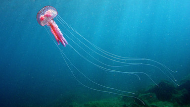 Czy meduzy będą największym zagrożeniem dla turystów w 2013 roku nad morzem we Włoszech i Hiszpanii?