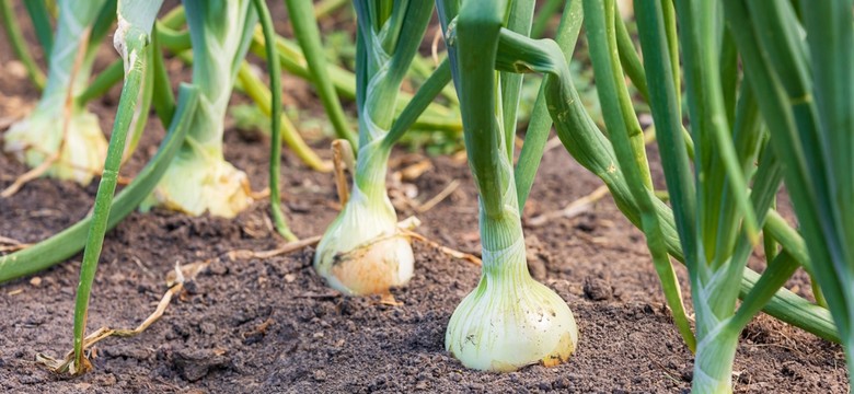 Te rośliny nie urosną obok cebuli. Przewodnik ogrodnika