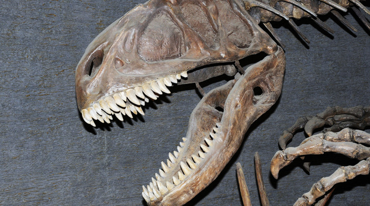 Dinoszaurusz csontokat találtak / Fotó: Northfoto