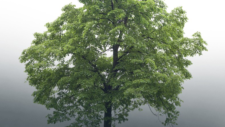 77PktkpTURBXy85N2VlMmYzNTg1ZmQ1YmNmMmNkOTc5ZTgyMWYyMTk3Ni5qcGeTlQMAzQXszQ68zQhJkwXNAxTNAbyVB9kyL3B1bHNjbXMvTURBXy8xNDBiMWNmZTdmMGFjNTJlZGMwMTBkNzA5NzhlODRiZS5wbmcAwgA