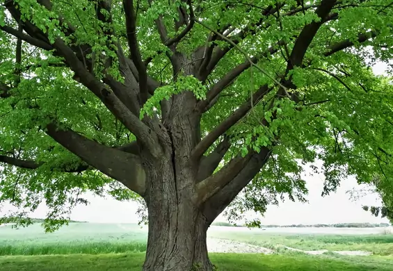 Lipa z Polski walczy w konkursie na Europejskie Drzewo Roku. 170-latka ma szansę na tytuł