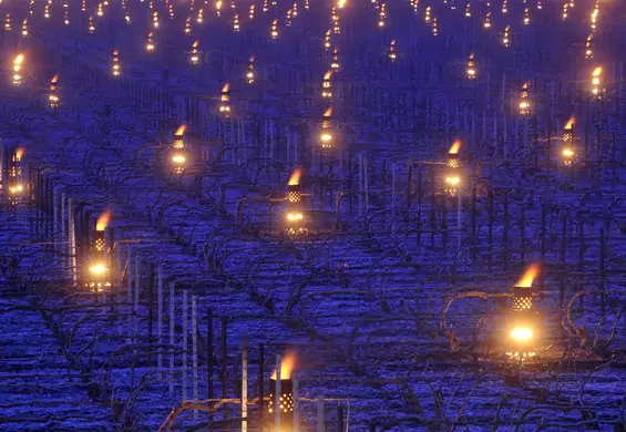 Francuscy rolnicy rozpalają świece, by ogrzać winnice. "Oszukać naturę"