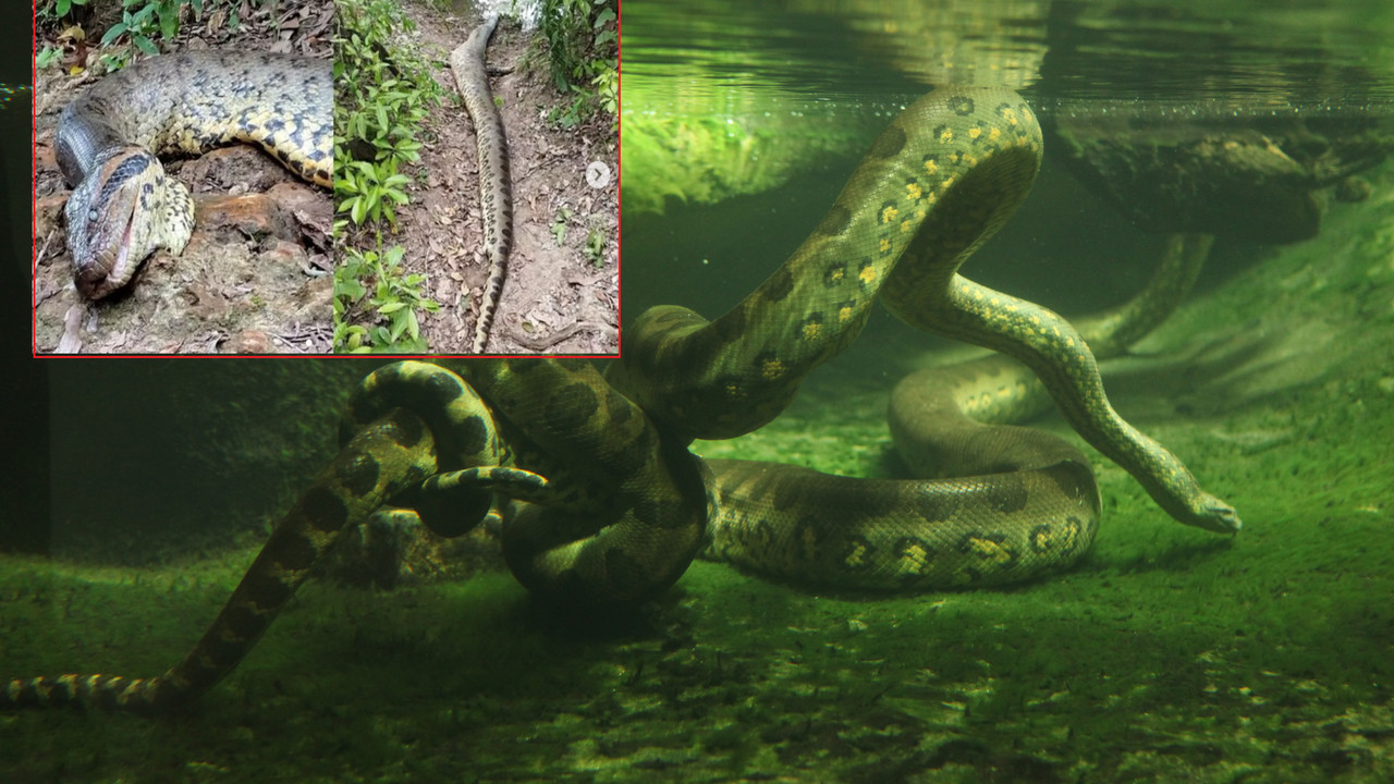 Największy wąż na świecie ofiarą kłusowników. Naukowcy oburzeni