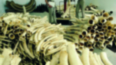 Gabon: spalono kość słoniową pochodzącą z kłusownictwa