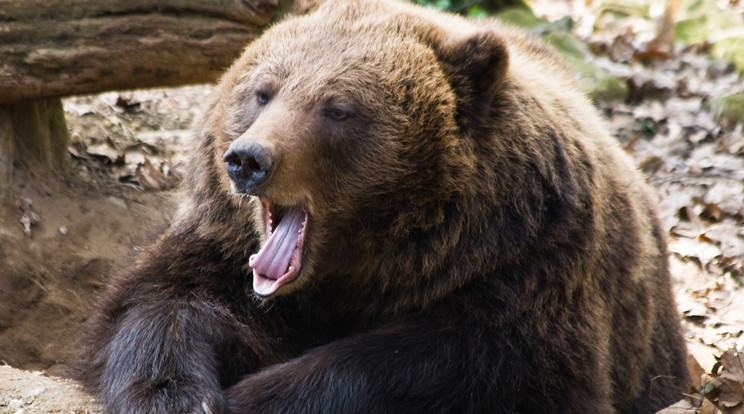 Leharapta a medve nyelvét a férfi, mielőtt a vadállat megette volna őt vacsorára /Illusztráció: Northfoto