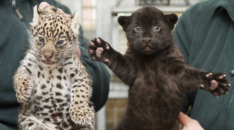 A nyíregyházi jaguárikreket egy
hónaposan mutatták meg gondozóik. Egyikük fehér foltos, a másik koromfekete /Fotó: MTI -Balázs Attila