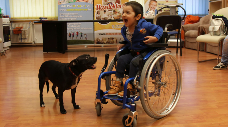 Az alapítvány
kutyája, Suzy is
hozzájárult a
kisfiú jókedvéhez