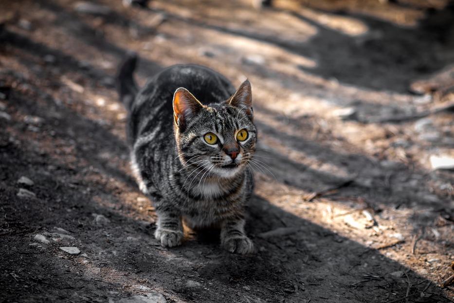 A macskák rendkívül érzékeny teremtmények / Fotó: Northfoto
