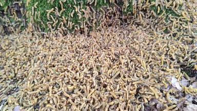 Gąsienice znów w natarciu. Leśnicy udostępnili szokujące wideo