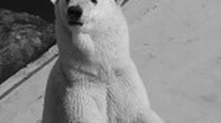 Elpusztult Bimba, az állatkert jegesmedvéje