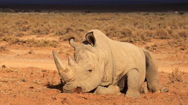 W RPA znowu można legalnie handlować rogami nosorożców