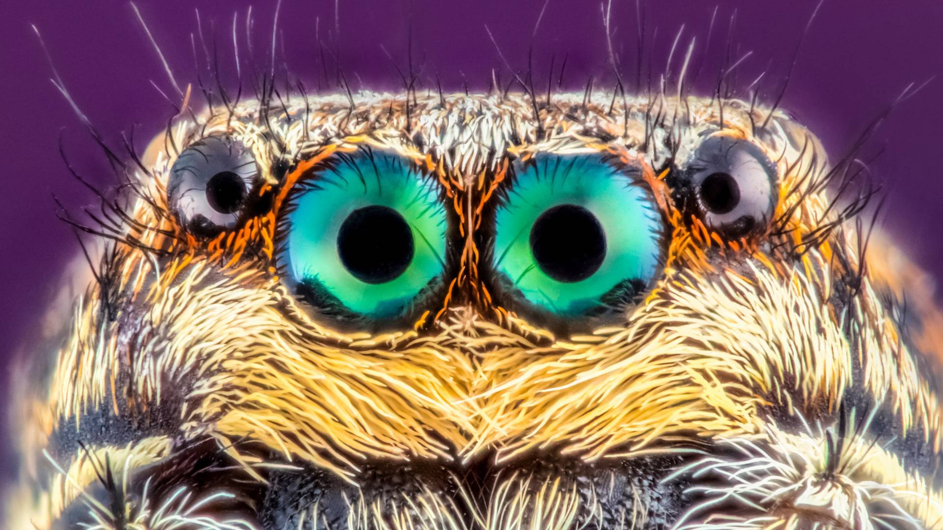 Oči insekata fotografisane izbliza