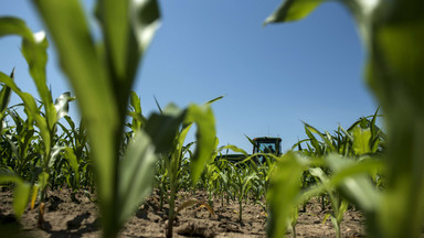 Monsanto i Bayer. Kto dziś rządzi światowym rolnictwem