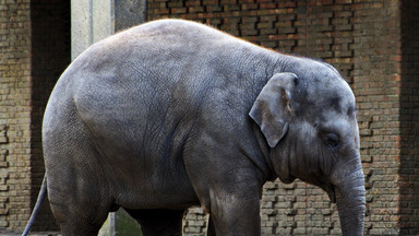 W Watykanie znaleziono szczątki słonia. Zwierzę należało do papieża Leona X