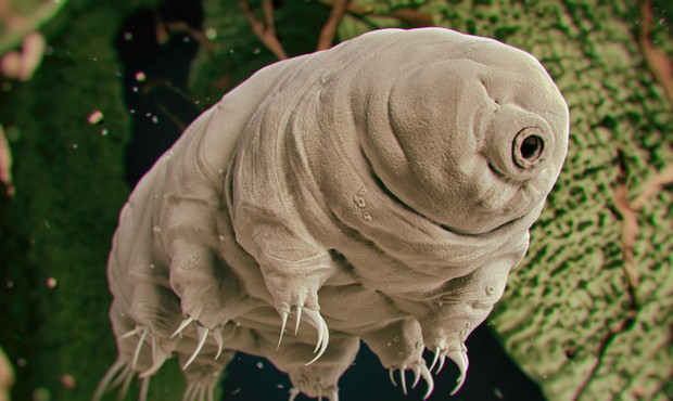 Tardigradele