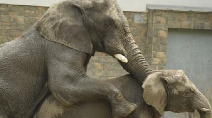 Így szexelnek az elefántok