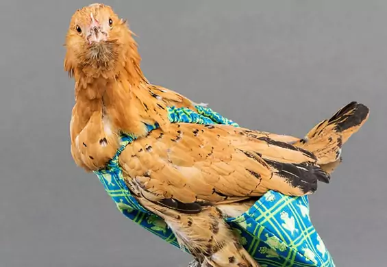 Luksusowe pieluchy dla kurczaków. Designerski biznes stał się żyłą złota