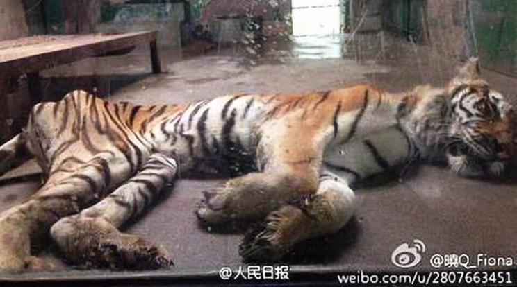 A tigris is igen rossz állapotban van