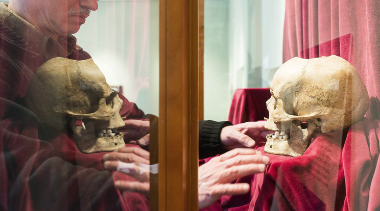 Császár Péter, a szolnoki múzeum restaurátora rendezgette el a vitrinben a koponyát. /Fotó: MTI-Balázs Attila