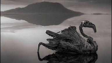 Niesamowite jezioro Natron. Ma moc przemieniania zwierząt w kamień?