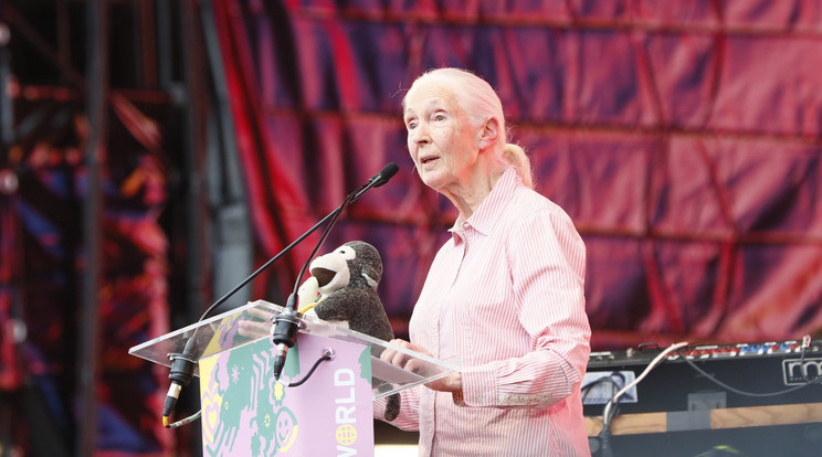 Jane Goodall egy plüssmajommal a kezében érkezett a színpadra /Fotó: Fuszek Gábor