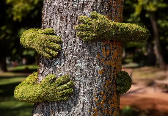 Zielona instalacja otula drzewa, zachęcając do leśnych kąpieli