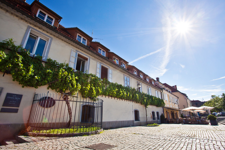 Najstarsza winorośl w Słowenii, Maribor