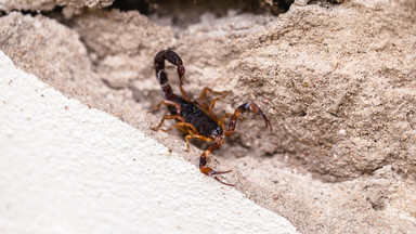 Rekordowa liczba ataków skorpionów w Brazylii. Eksperci alarmują