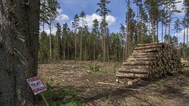 Raport UNESCO o Białowieży druzgocący dla rządu