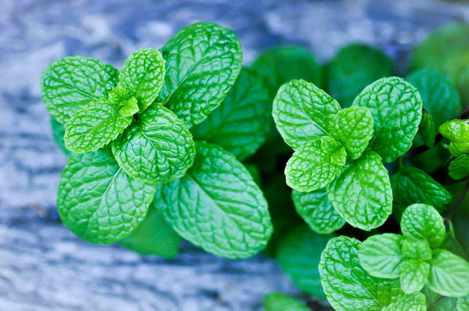 7. Mięta pieprzowa (Mentha piperita)