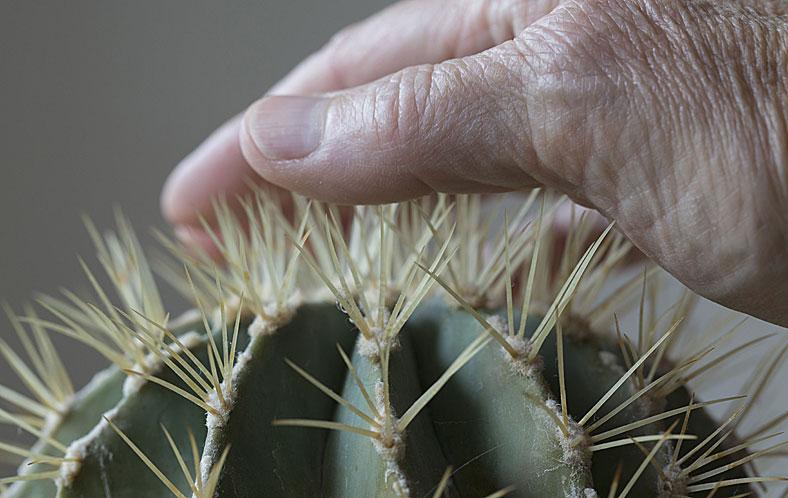 Kaktusz Fotó: Puzzlepix