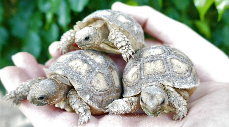 Aranyosak a kicsi sarkantyús teknősök / Fotó: Debreceni Állatkert