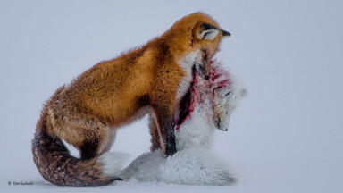 Zwycięzcy konkursu Wildlife Photographer of the Year 2015 - najlepsze zdjęcia przyrodnicze