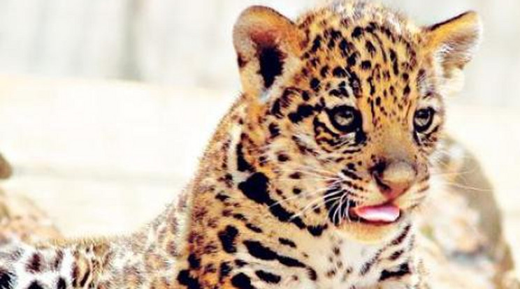Inka nevet kapott a jaguár