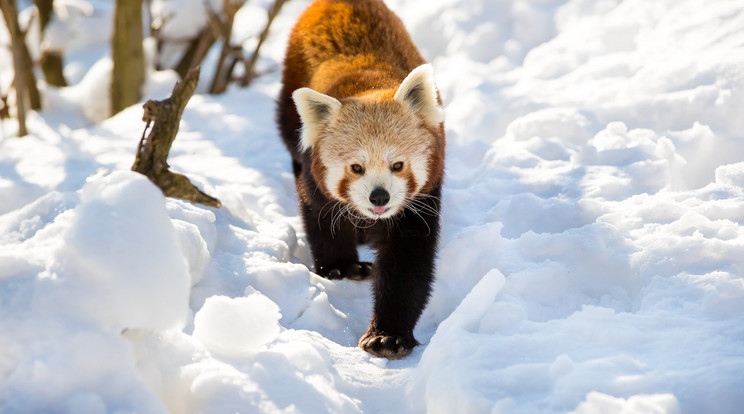 A vörös pandák kiadós sétát tettek a frissen hullott hóban /Fo­tó: Veszprémi Állatkert