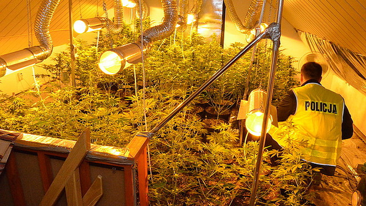 Policjanci z Rzeszowa zlikwidowali nielegalną uprawę konopi. Plantację założyli i prowadzili w wynajmowanym domu dwaj rzeszowianie. Funkcjonariusze zabezpieczyli 161 krzewów konopi oraz ponad 260 gramów marihuany.