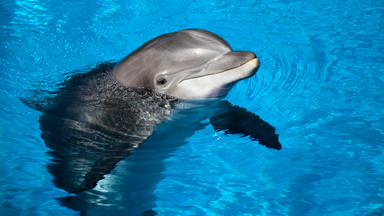 Naukowcy biją na alarm: rocznie ginie ponad 100 tys. delfinów. "W ciągu kilku dekad całkowicie je stracimy"
