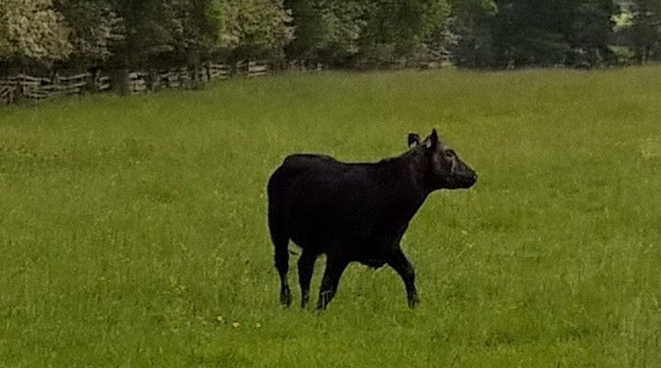 Ez a tehén járt pórul /Fotó: Northfoto