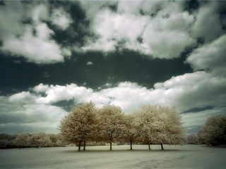 Six_trees_-_Infrared