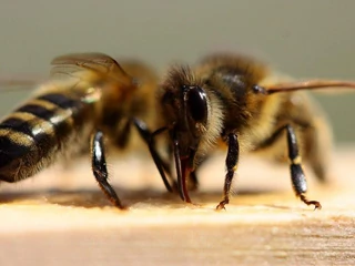 pszczoły miód