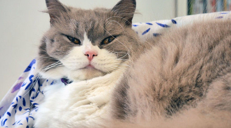 Norman még talán morcosabb is, mint az igazi Grumpy Cat/Fotó:Twitter/EmergencyNorman