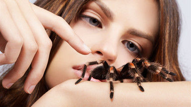 Najbardziej niebezpieczne pająki na świecie [INFOGRAFIKA]