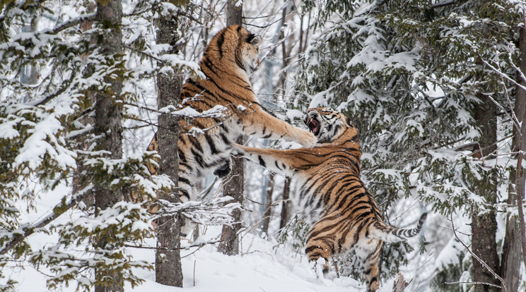 Így harcoltak a tigrisek a nőstény kegyeiért /Fotó: Northfoto