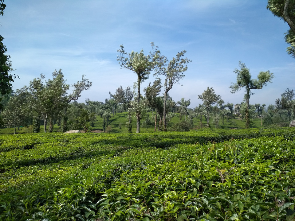 Plantacje herbaty w Munnar, Kerala