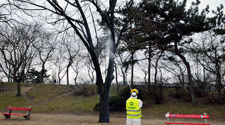 Permetezni fognak, de nem veszélyes, nem kell megijedni / Fotó: Főkert