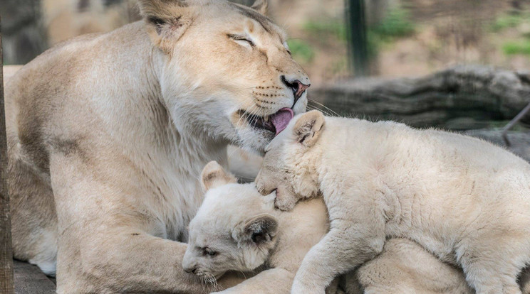 A park oroszlánjai 
hármas ikrekként 
jöttek világra/Fotó:Nyíregyházi Állatpark