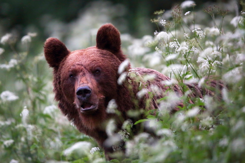 Niedźwiedzica - zdjęcia Mateusza Matysiaka z nowego kalendarza "Bieszczadzcy mocarze"