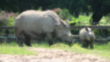 Zoo przygotowuje się do jubileuszu. Rozpoczęła się zbiórka pamiątek